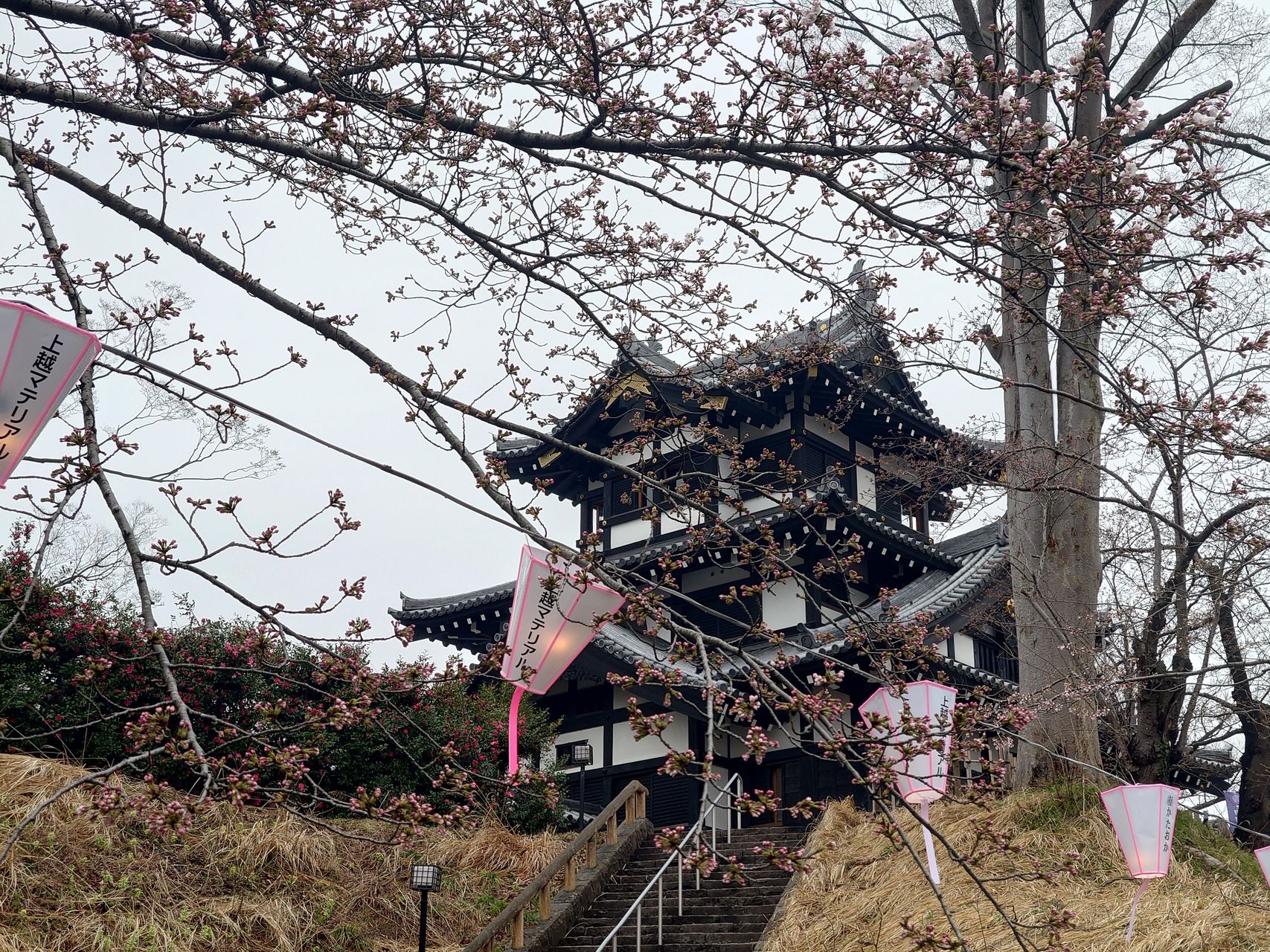 高田城の桜